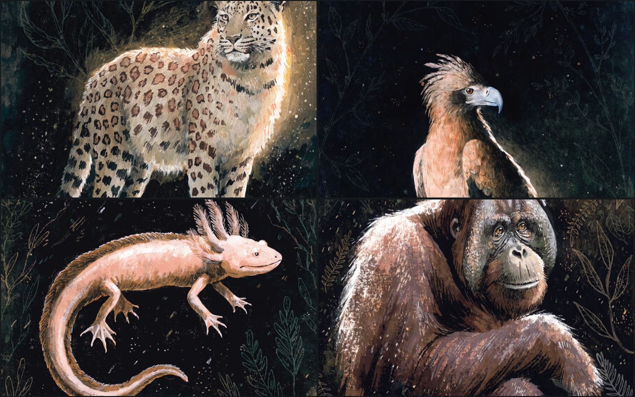 The Vanishing 100 — illustrations of the Amur leopard, Philippine eagle, axolotl and Bornean orangutan